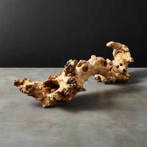 CB2 Natural Teak Root